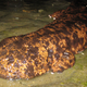 Image for article titled 12 More Real Animals We Can’t Believe Aren't Pokémon